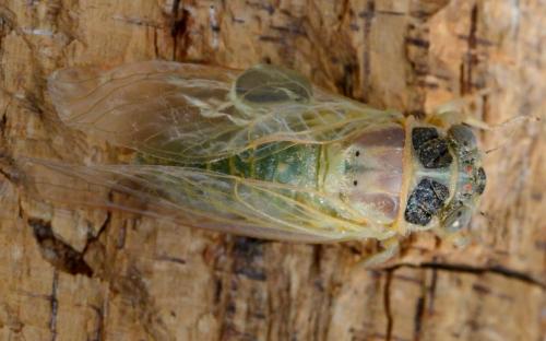 Tettigettula pygmea